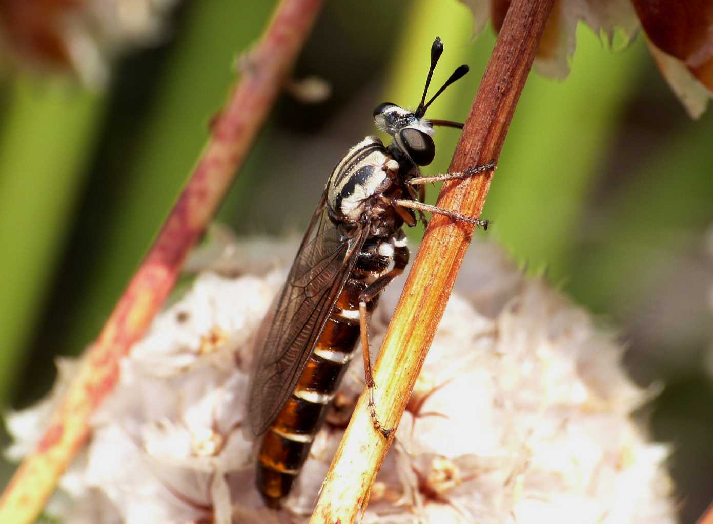 Sono comparsi i Leptomydas sardous